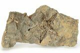 Ordovician Starfish (Petraster?) Fossil - Morocco #226747-1